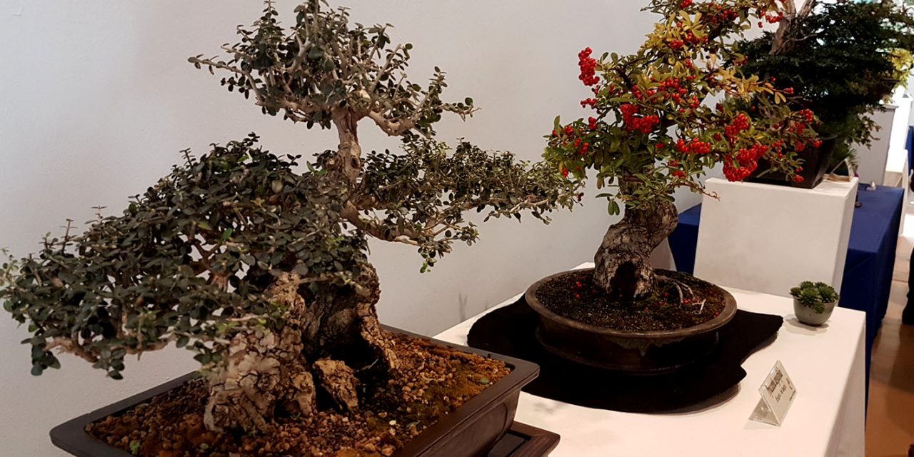 El Hospital de Santiago acoge este fin de semana una muestra de bonsáis de gran calidad artística