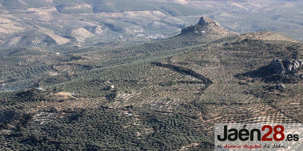 El sector olivarero convoca un paro agrario el 20 de enero contra  la tormenta perfecta de la PAC y los costes de producción