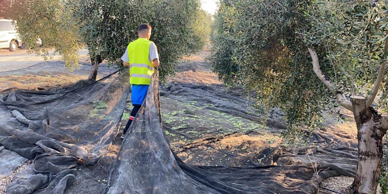 La Consejería de Agricultura aumenta las ayudas y los beneficiarios para impulsar que los jóvenes se incorporen a la actividad agraria en Jaén